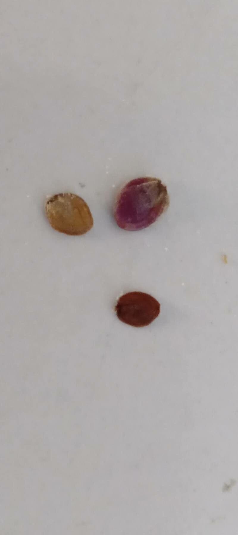 Evergreen candytuft 30