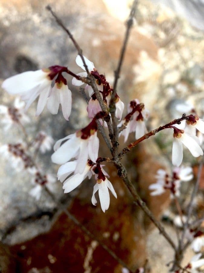 White-forsythia 3