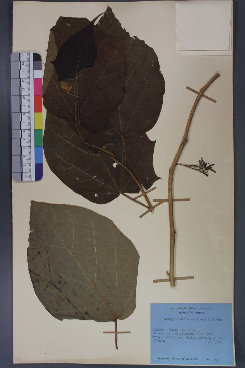Alangium 21