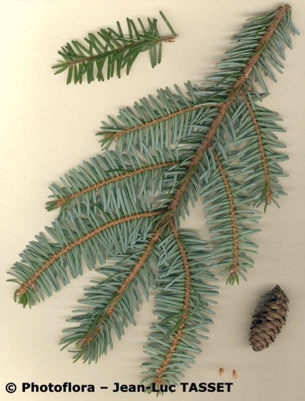 Serbian spruce 26