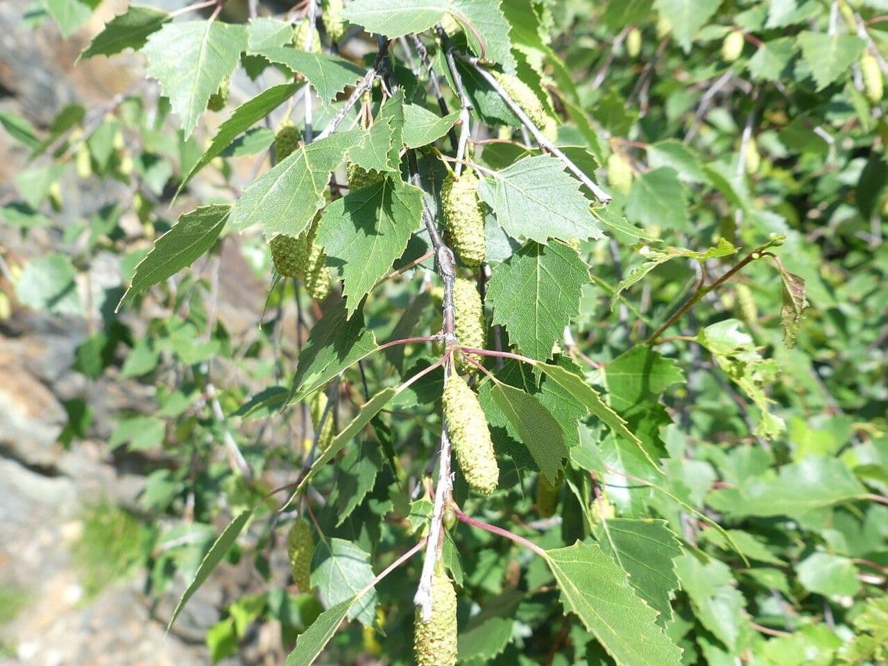 European white birch