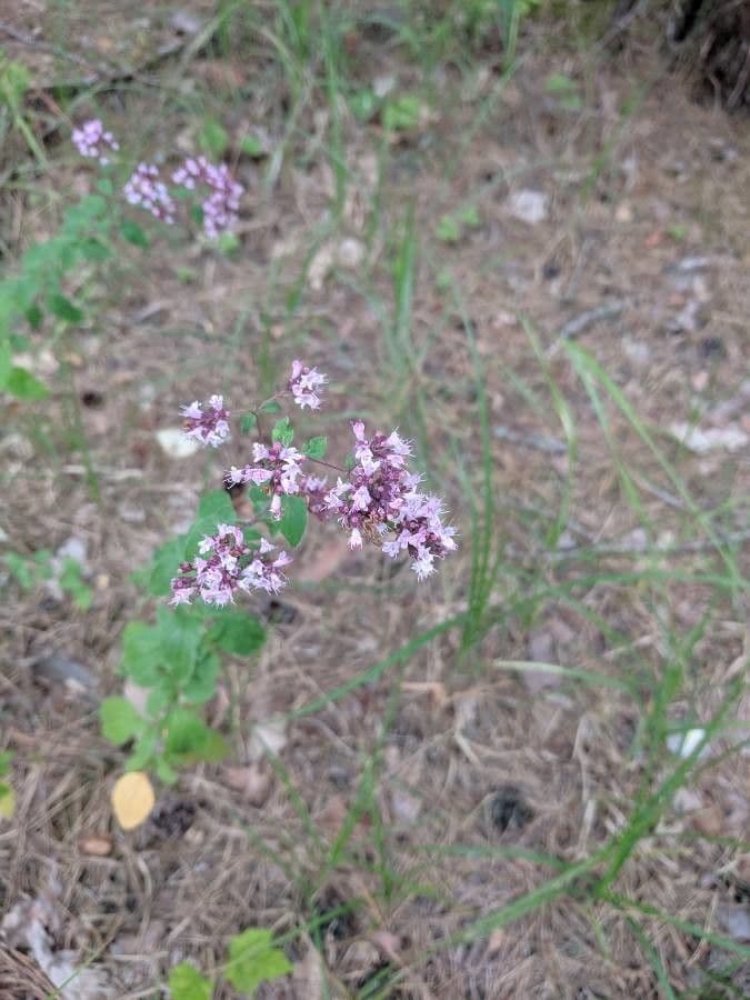 Wild marjoram 27