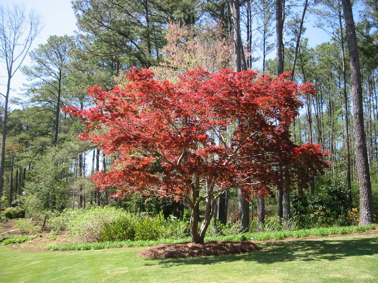 Japanese Maple 13