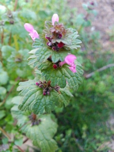 Henbit 26