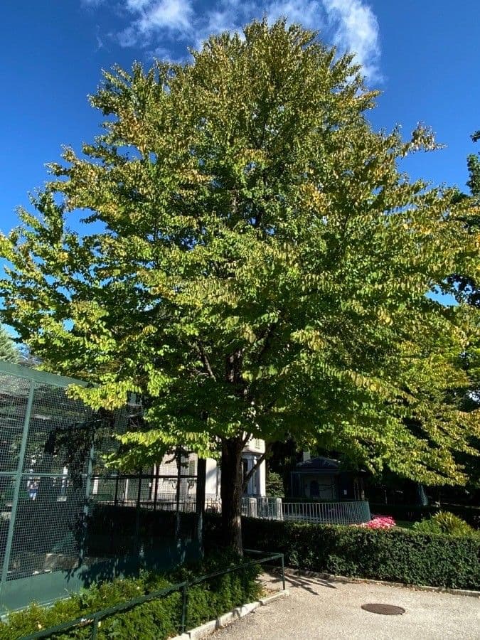Katsura tree 10