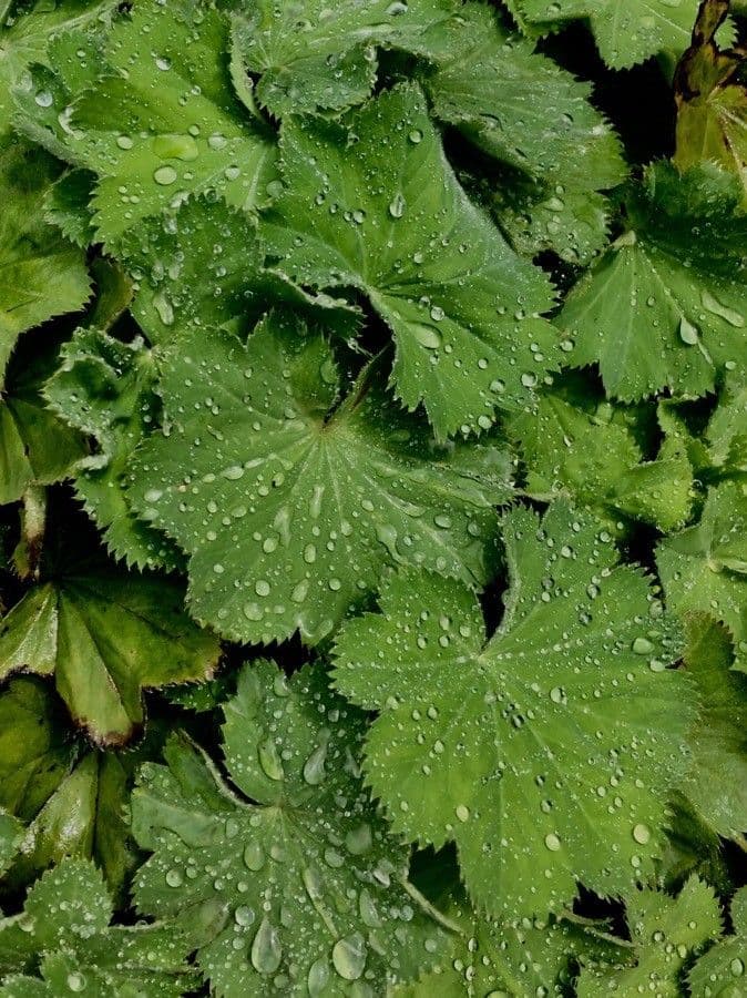Garden lady's-mantle 19
