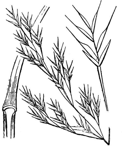 Geniculate fescue 2