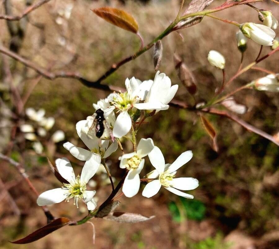 juneberry 10