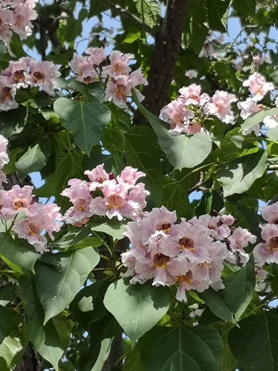 Manchurian catalpa 3
