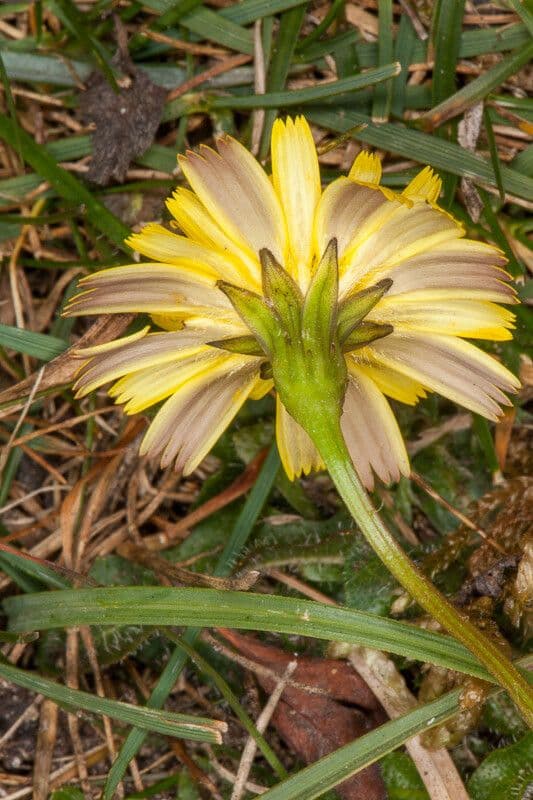 Hairy hawkbit 17