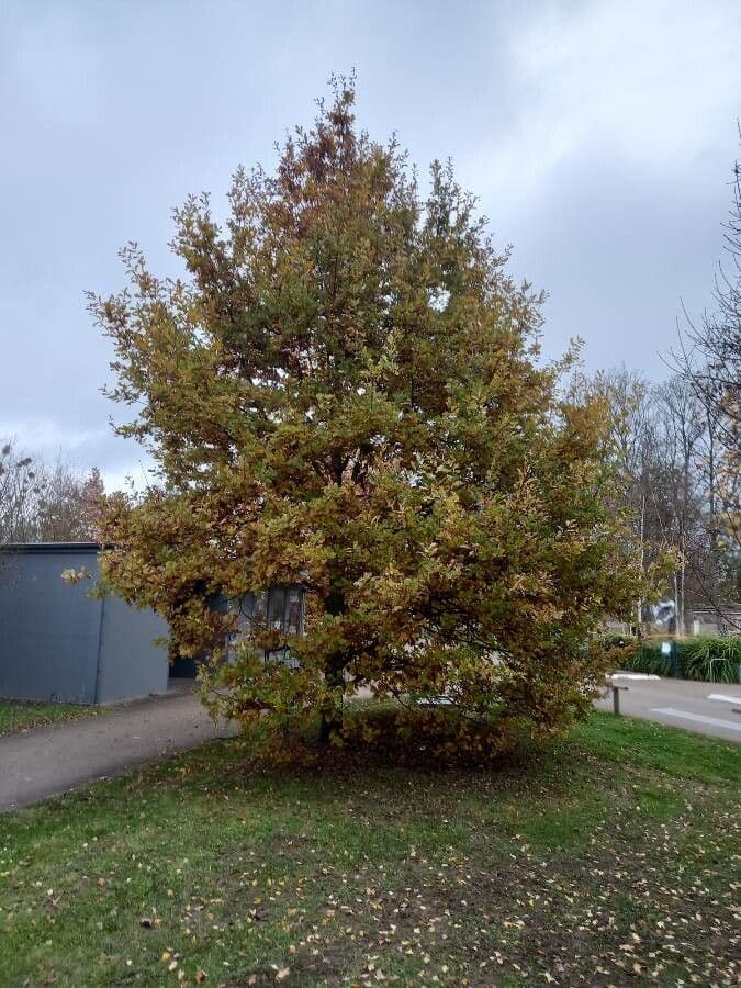Pedunculate oak 15