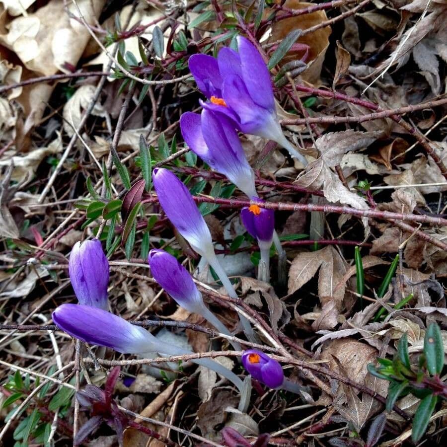 Spring crocus 6