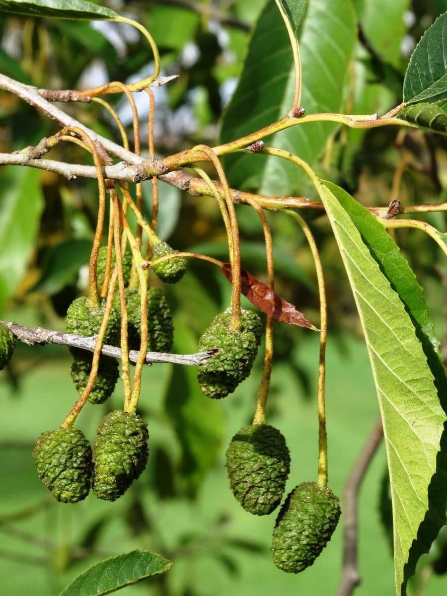 Alder