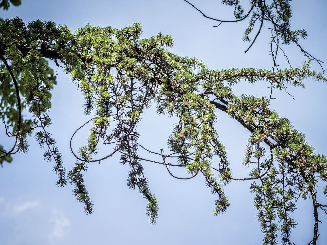 Cedar of lebanon 28