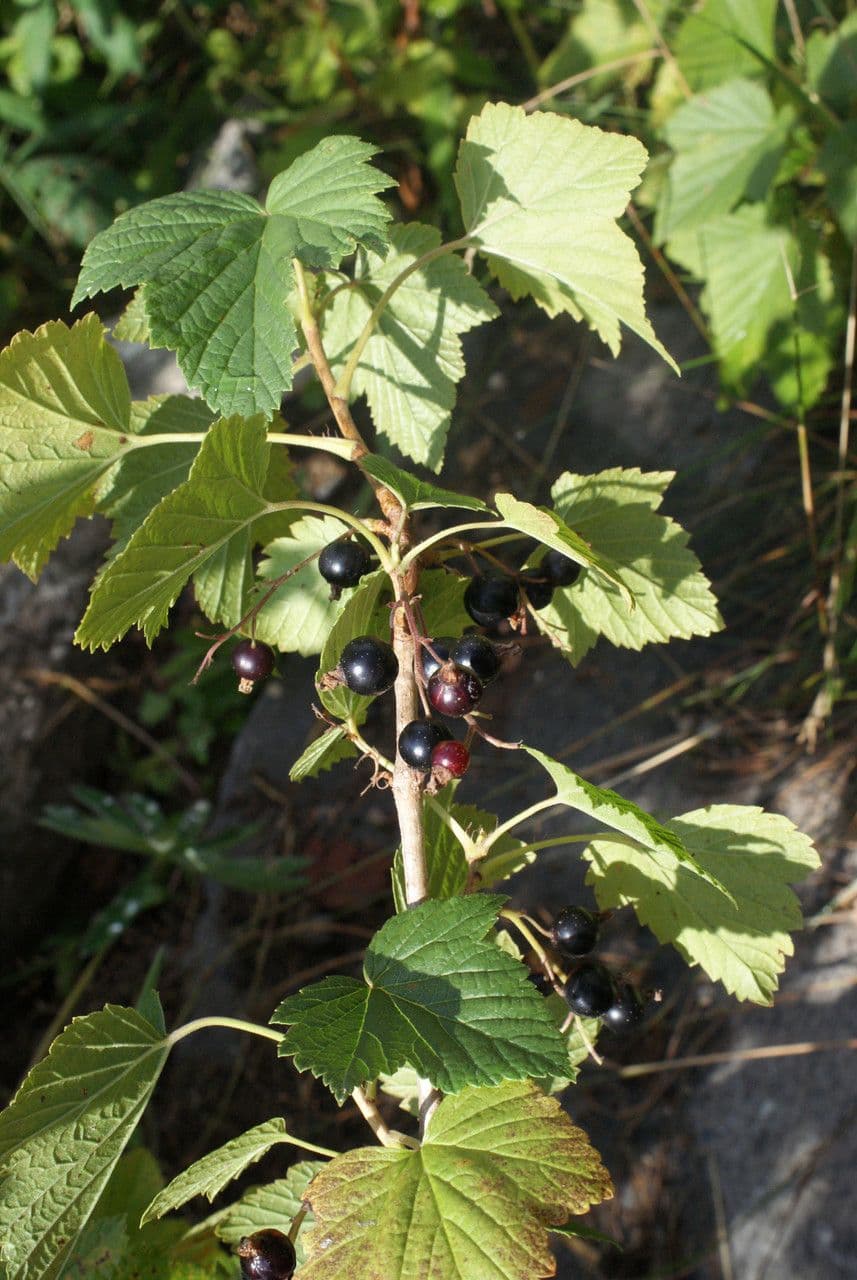Black currant 13