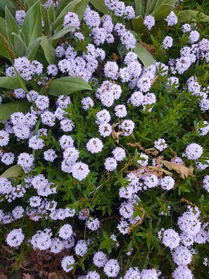 Long-stemmed thyme