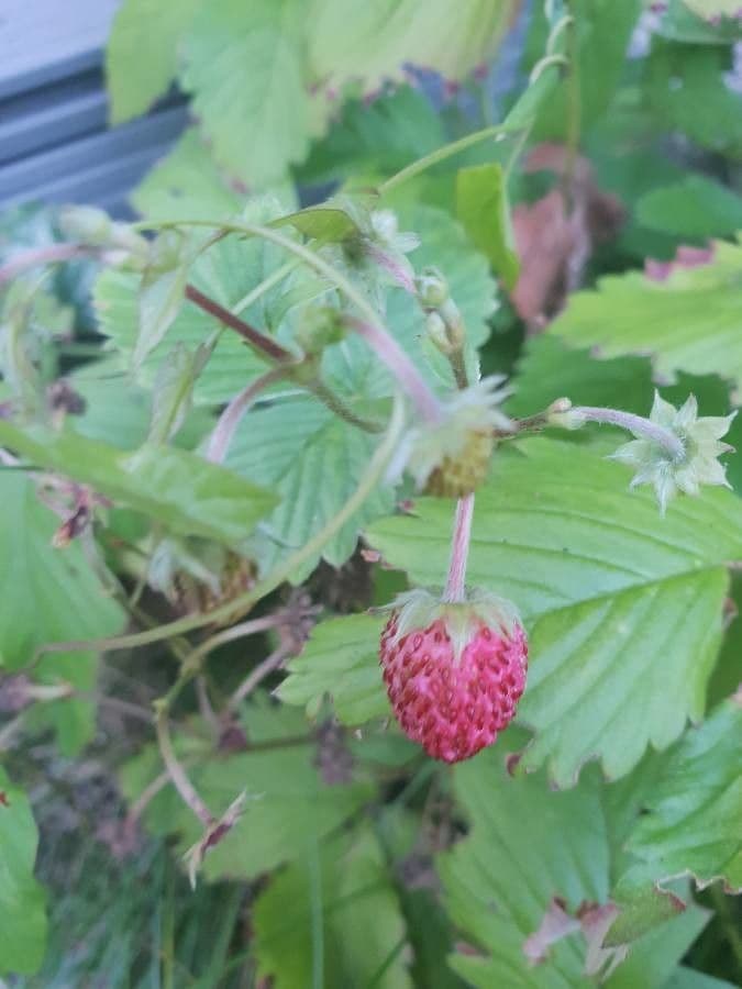 Alpine strawberry 29