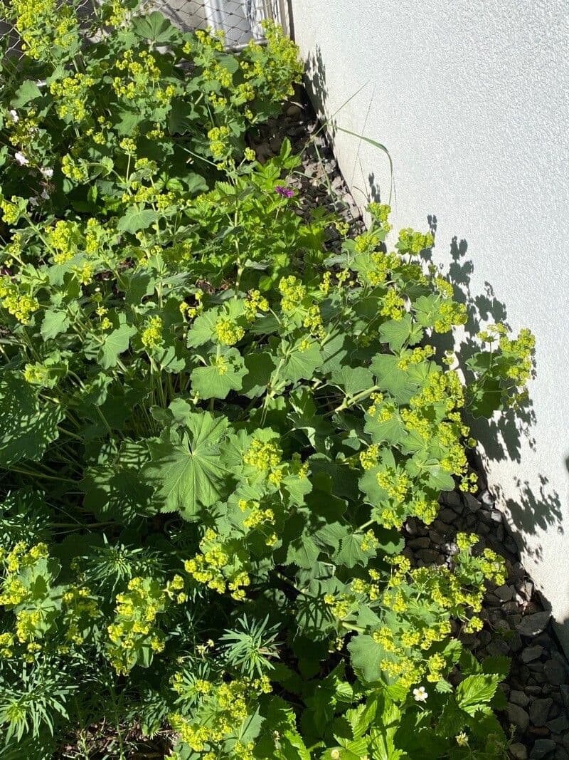 Garden lady's-mantle 10