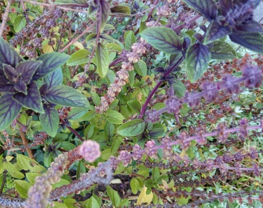 Basil 3