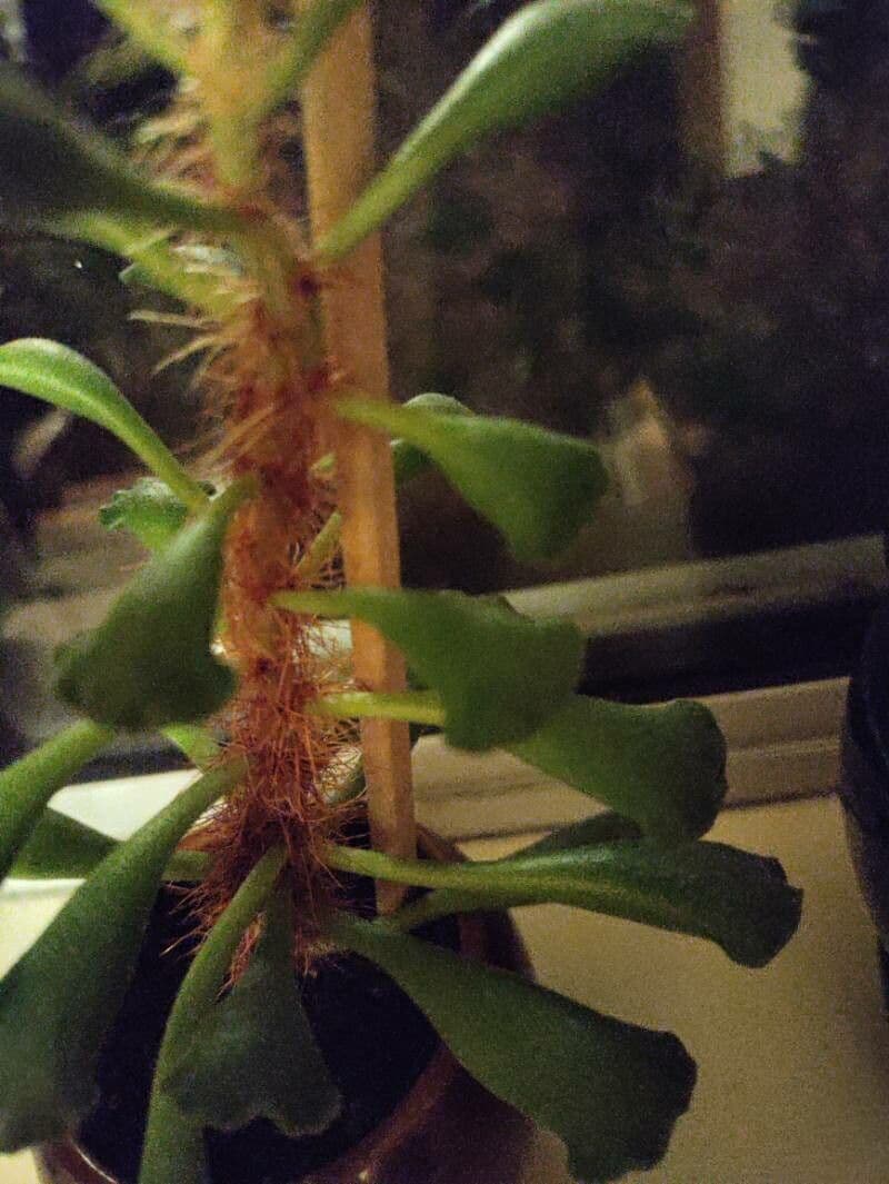Crassula 10