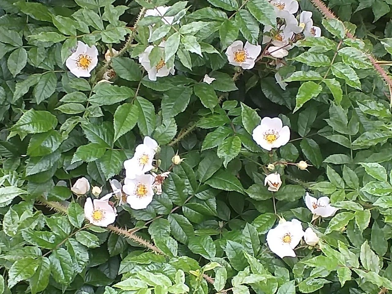 Maximowicz's rose