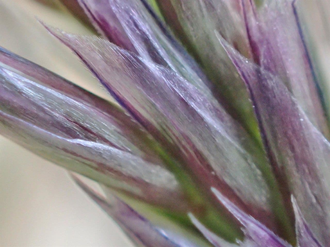 Blue moor grass 16