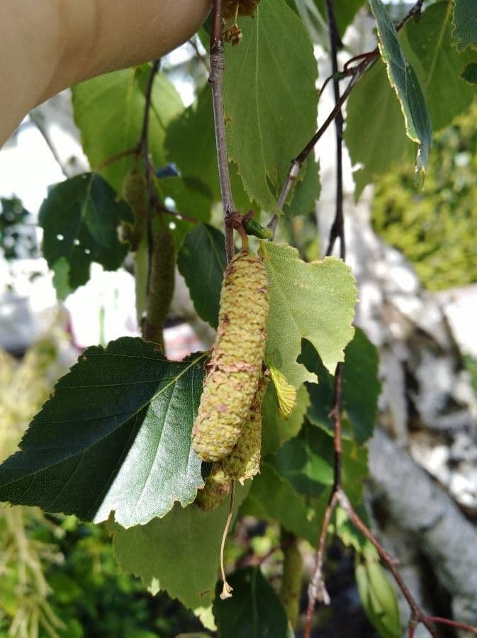 European white birch 2