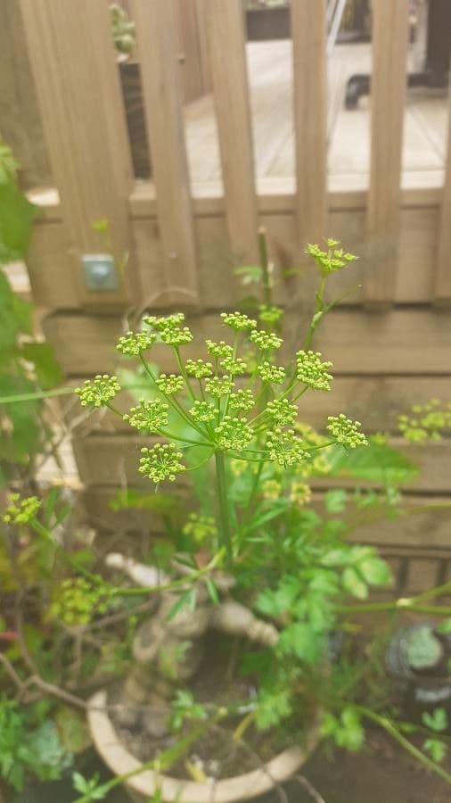 Garden parsley 10