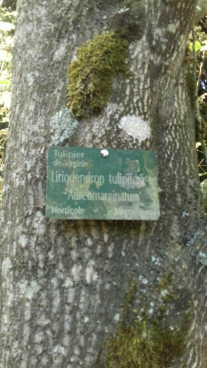 Tulip-poplar 29