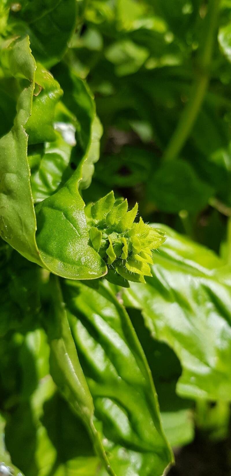 Basil 29
