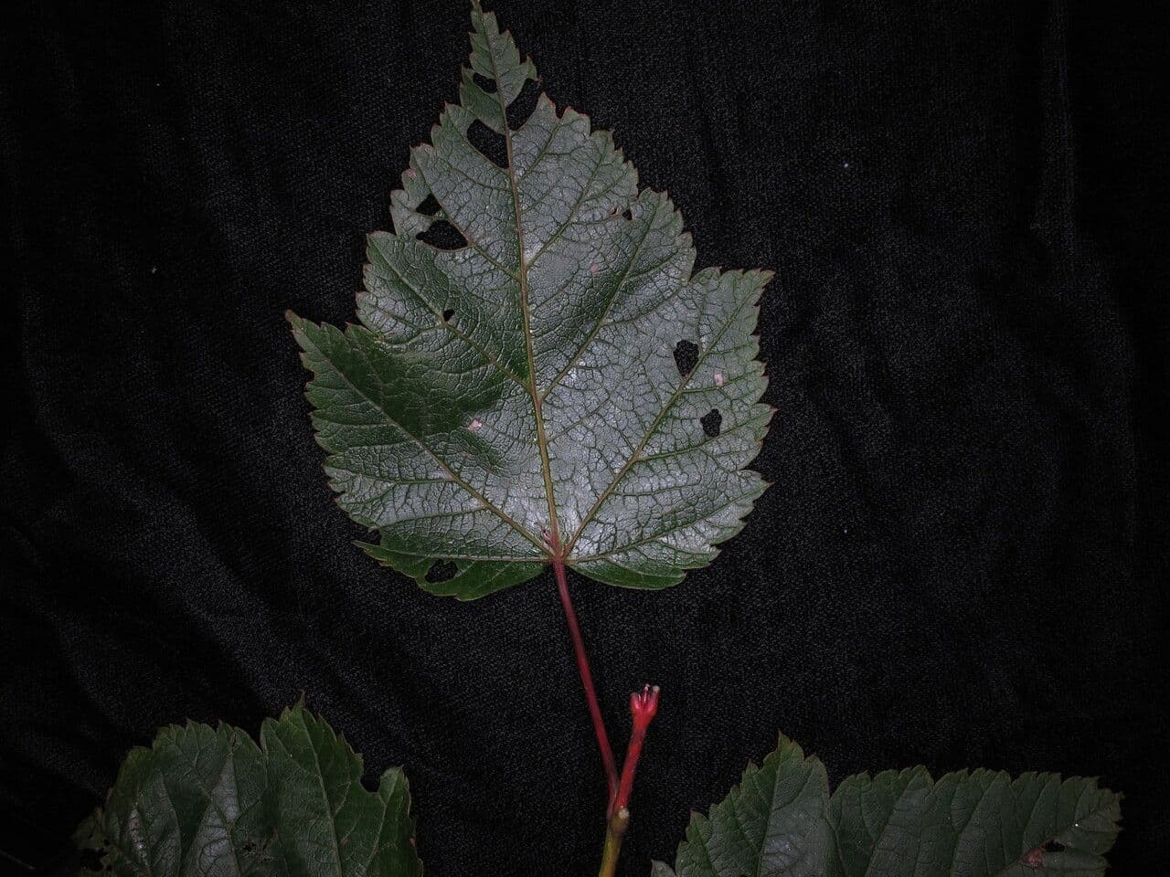 Maple 9