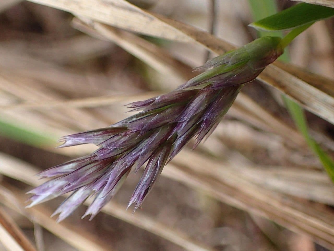 Blue moor grass 3