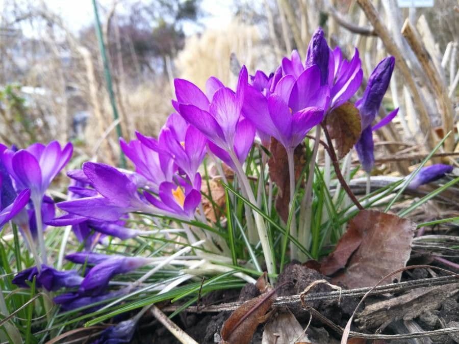 Early crocus 5