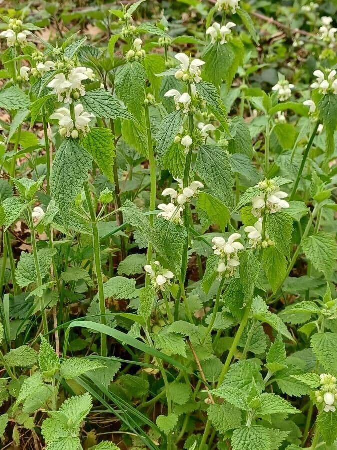 Deadnettle 7