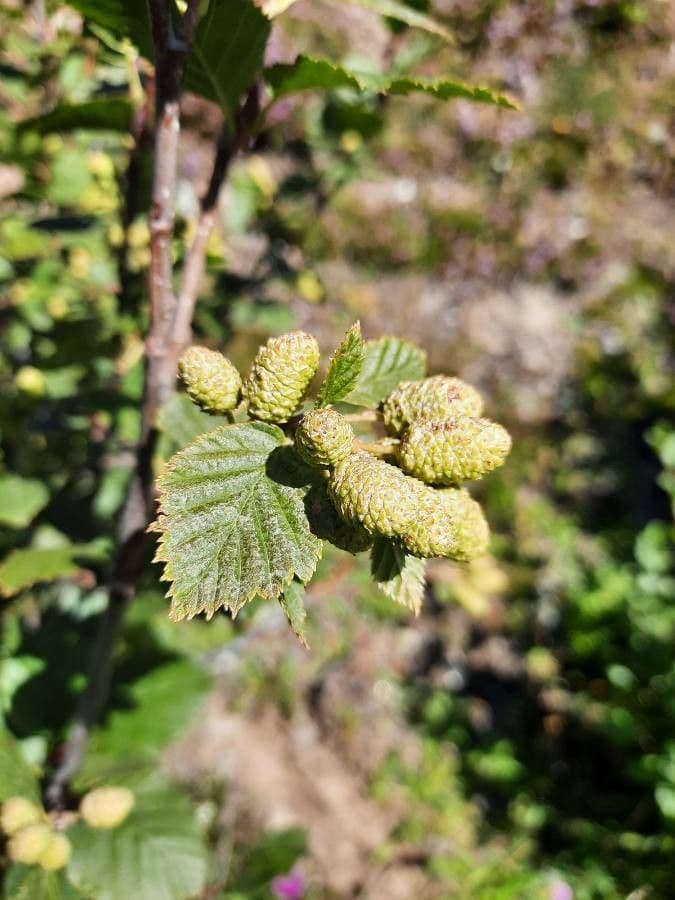 Green alder 19