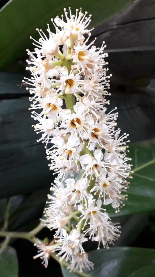 Cherry-laurel 10
