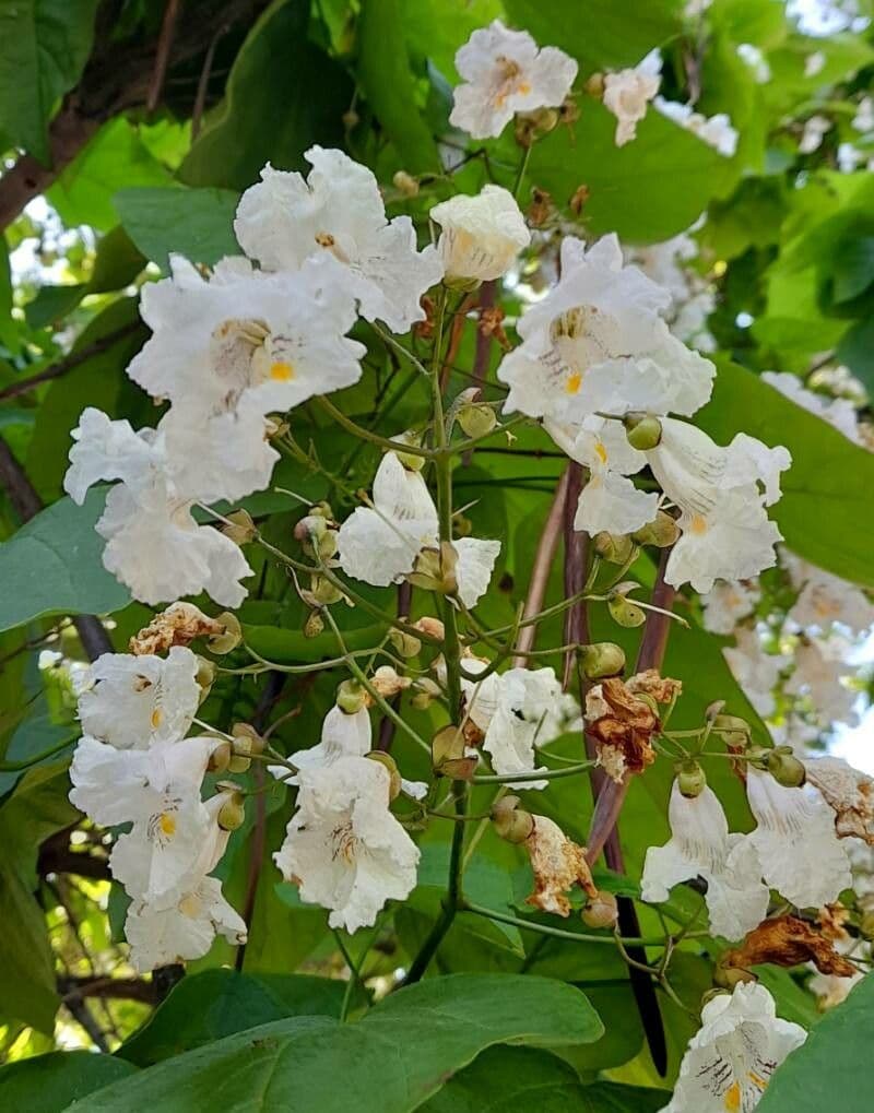 Northern catalpa 6