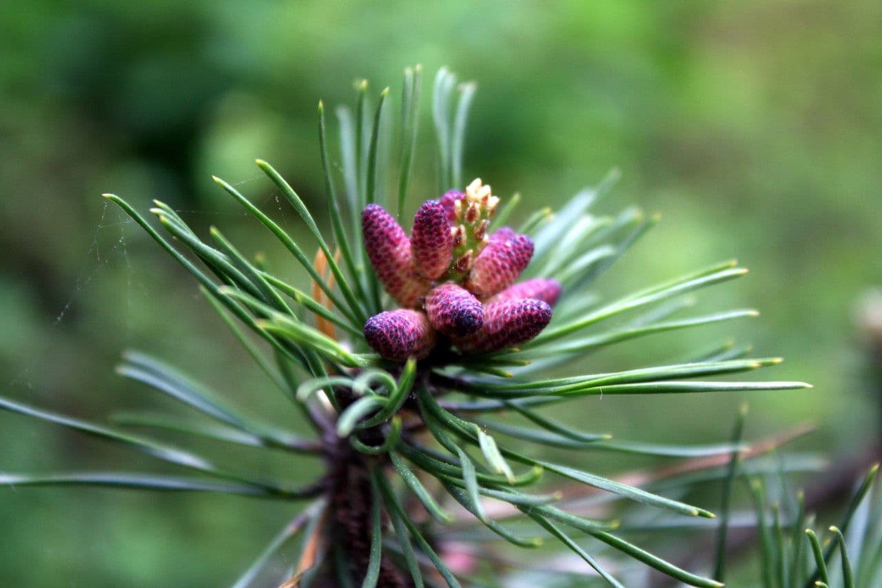 Northern pitch pine 8