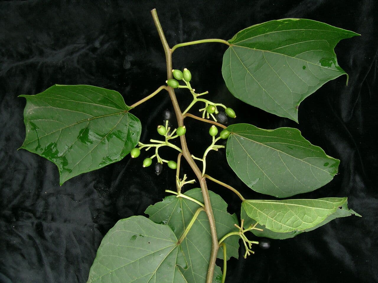 Alangium 9