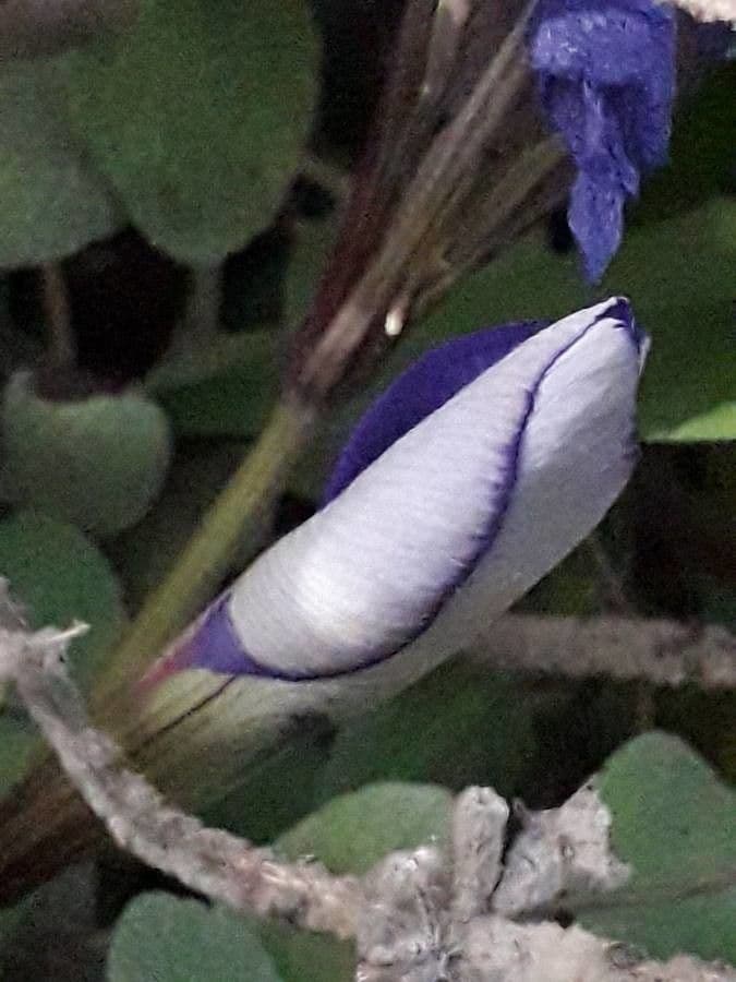 Algerian iris 17