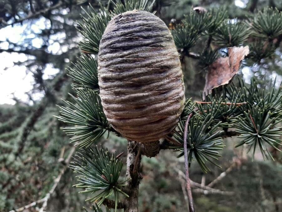 Cedar of lebanon 5