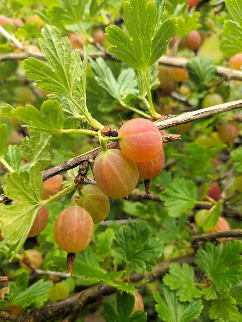 European Gooseberry