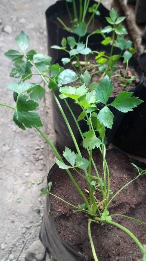 Celery