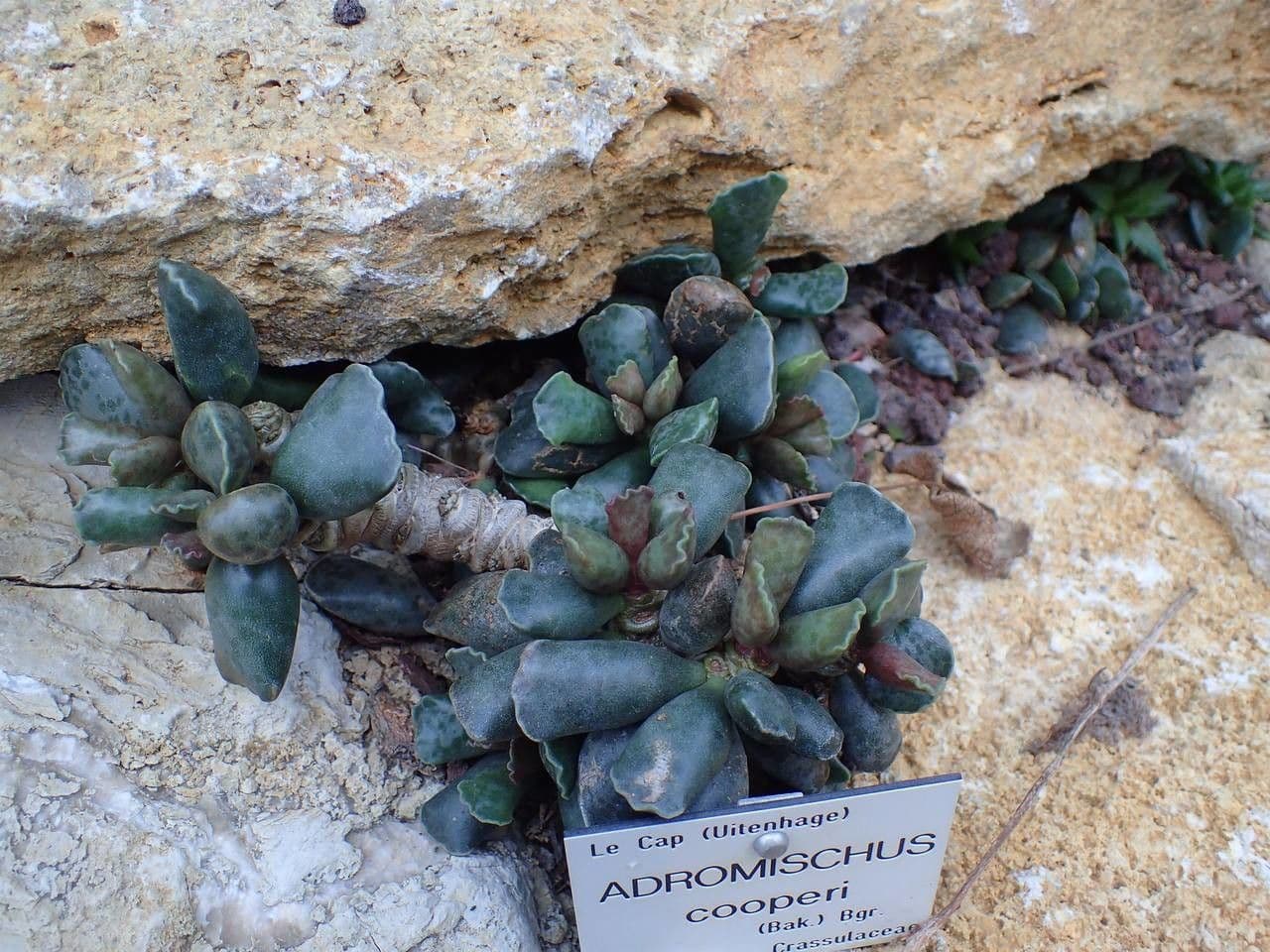 Adromischus