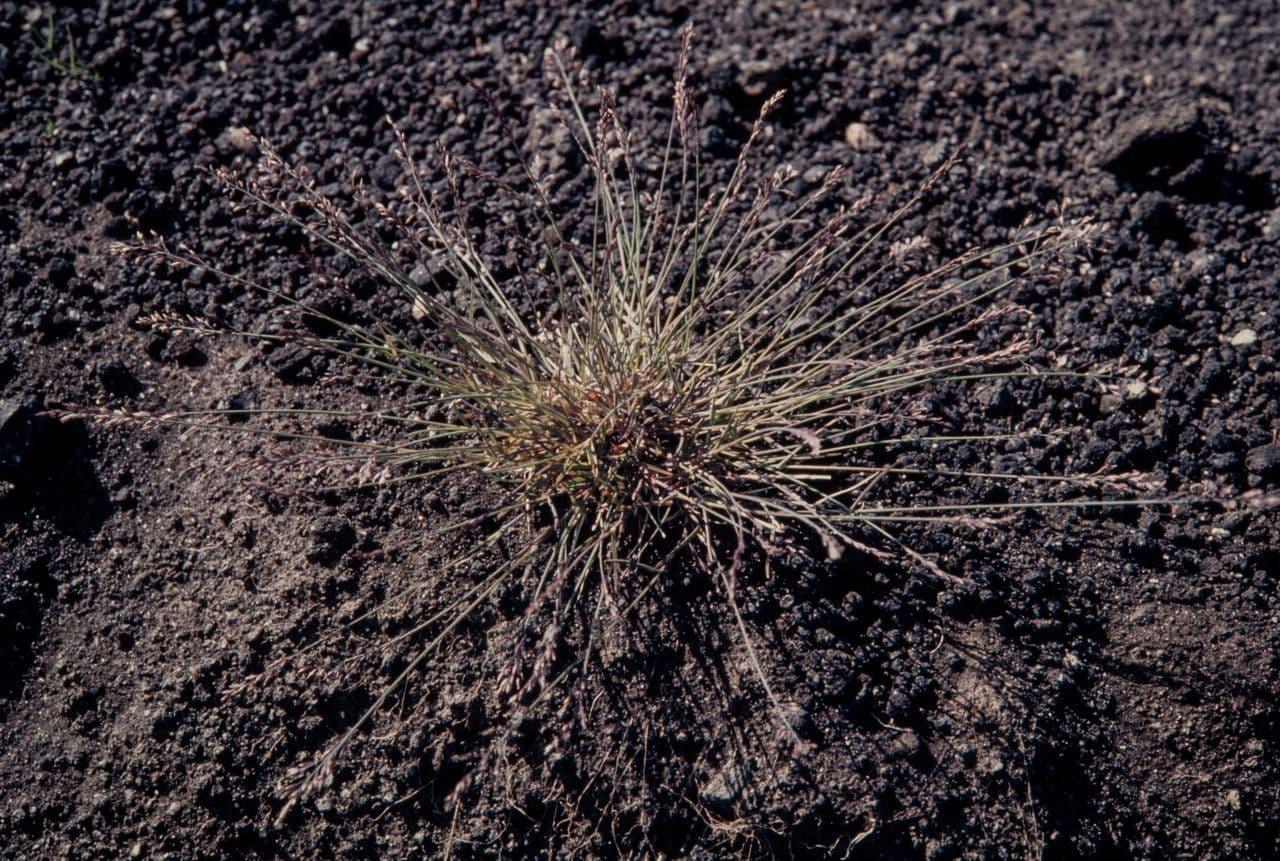 Glaucous Meadow-grass 12