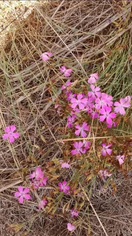 Carthusian pink 14