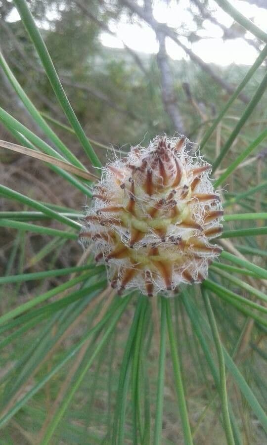 Northern pitch pine 10