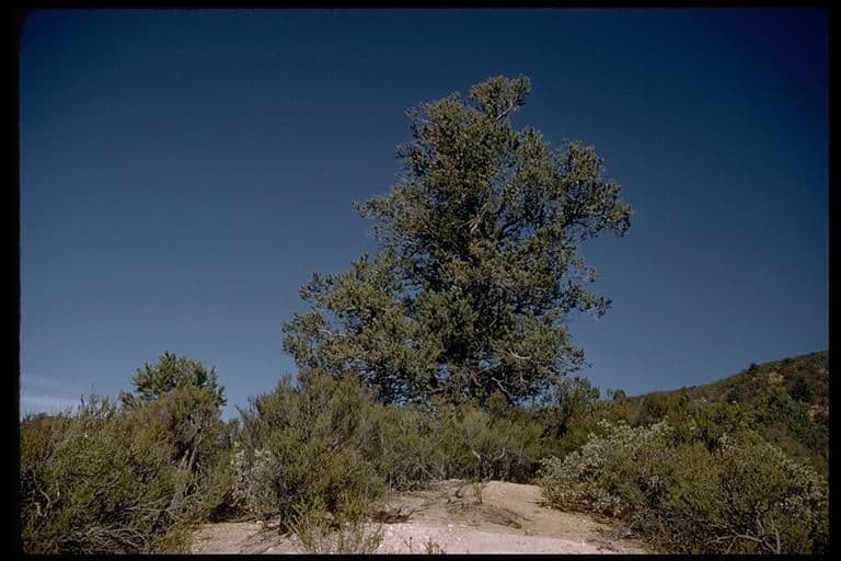Parry pinyon 8