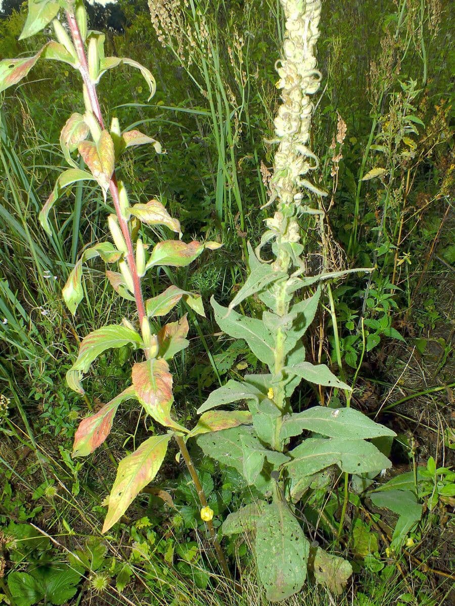 Dense-flower mullein 19