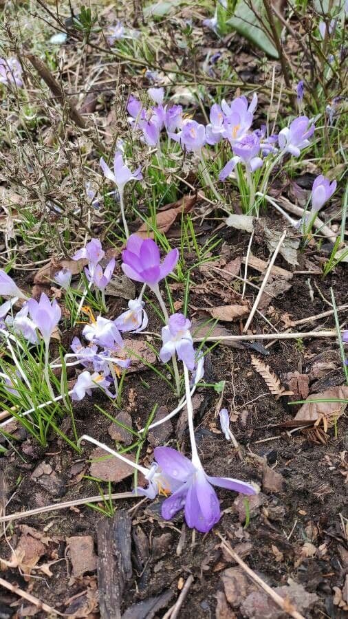 Early crocus 6
